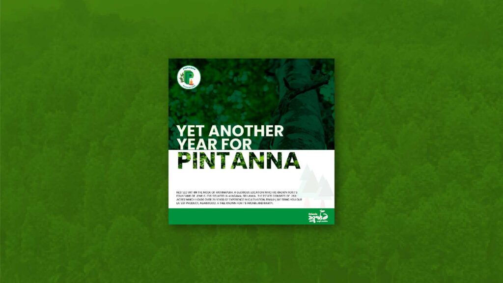 Pintanna-01